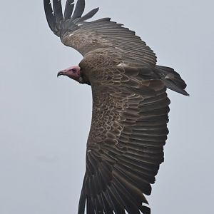 Hooded vulture (Necrosyrtes monachus)