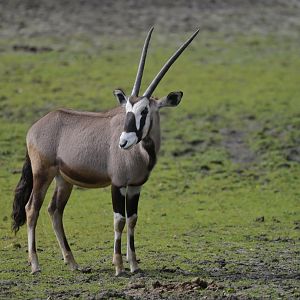 Gemsbok (Oryx gazella)