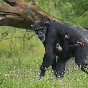 Chimpanzee (Pan troglodytes)
