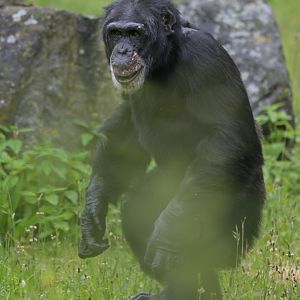 Chimpanzee (Pan troglodytes)