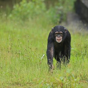 Chimpanzee (Pan troglodytes)