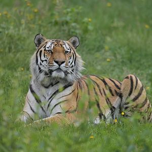 Siberian tiger (Panthera tigris altaica)