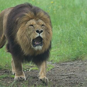 African lion (Panthera leo)