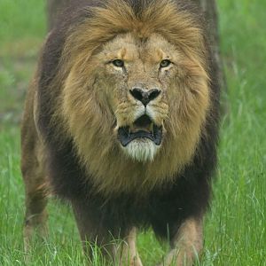 African lion (Panthera leo)