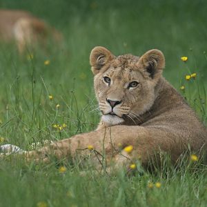 African lion (Panthera leo)