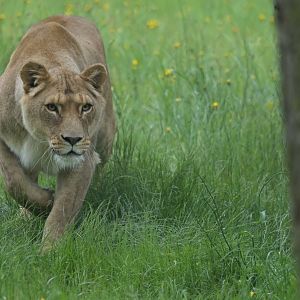 African lion (Panthera leo)