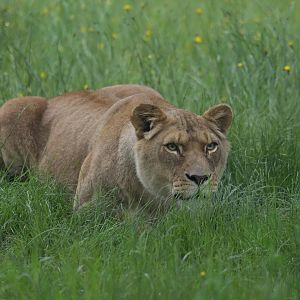 African lion (Panthera leo)