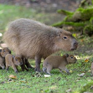 Capybara, CWP, UK