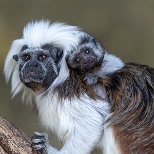 Cotton top tamarin and infant, CWP, UK