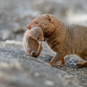 Dwarf Mongoose and pup, CWP, UK