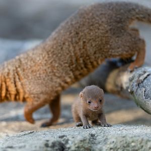 Dwarf Mongoose pup, CWP, UK