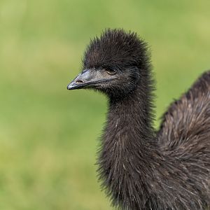 Juvenile emu, CWP, UK