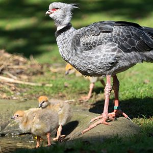 Southern / Crested Screamer and chicks, CWP, UK