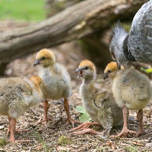 Southern Crested Screamer chicks, CWP, UK