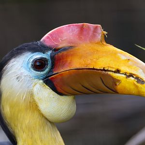 Wrinkled hornbill, CWP, UK