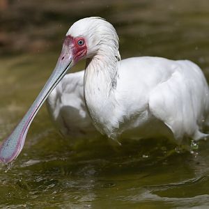 African Spoonbill, CWP, UK