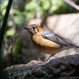 Orange headed ground thrush, CWP, UK