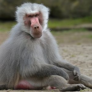 Hamadryas baboon (Papio hamadryas)