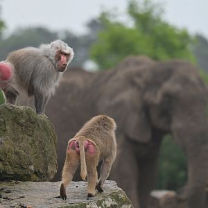 Hamadryas baboon (Papio hamadryas)