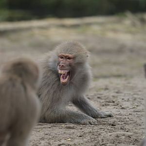 Hamadryas baboon (Papio hamadryas)