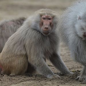 Hamadryas baboon (Papio hamadryas)