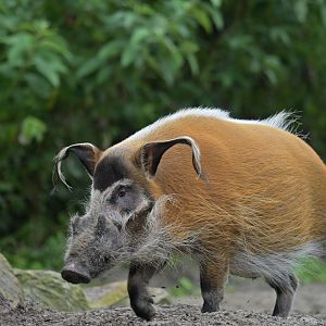 Red river hog (Potamochaerus porcus)