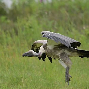 White-backed vulture (Gyps africanus)