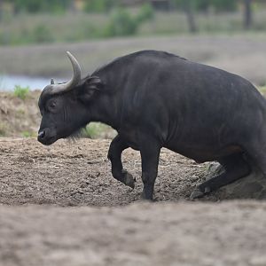 Cape buffalo (Syncerus caffer caffer)