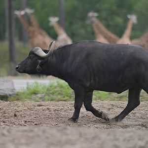 Cape buffalo (Syncerus caffer caffer)