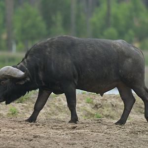 Cape buffalo (Syncerus caffer caffer)