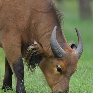 Forest buffalo (Syncerus caffer nanus)
