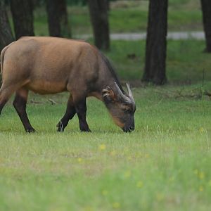 Forest buffalo (Syncerus caffer nanus)