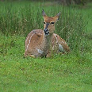 Nyala (Tragelaphus angasii)