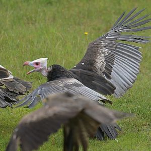 White-headed Vulture Trigonoceps occipitalis