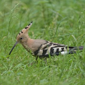 Hoopooe (Upupa epops)