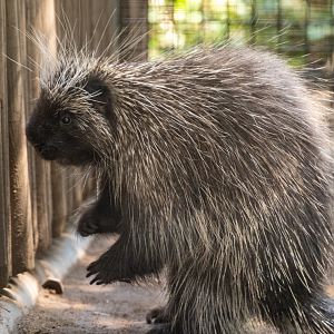 North American Porcupine