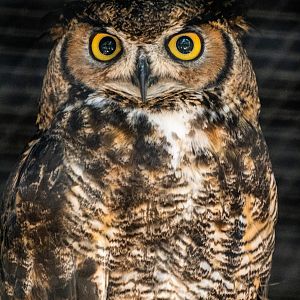 Great Horned Owl