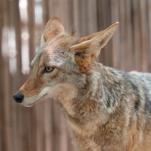 Coyote