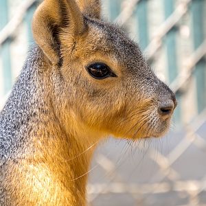 Patagonian Mara