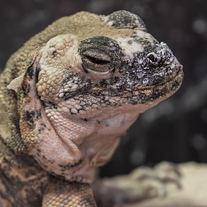 San Esteban Island Chuckwalla