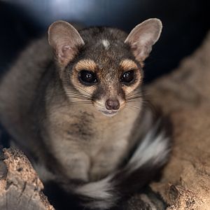 Ringtail