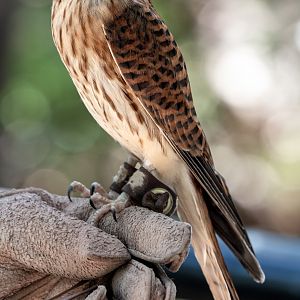American Kestrel