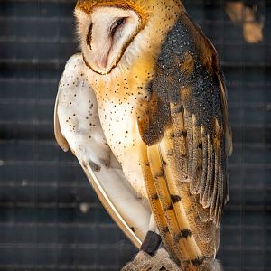 Barn Owl