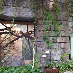 The RainForest - Golden Lion Tamarin Exhibit