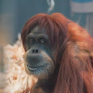 Sumatran Orangutan