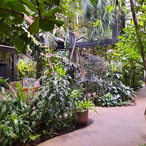 The RainForest - Medicine Trail to Lower Forest