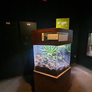 The RainForest - Golfodulcean Poison Frog