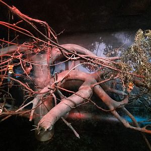 The RainForest - Fruit Bat Exhibit