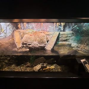 The RainForest - Dwarf Crocodile