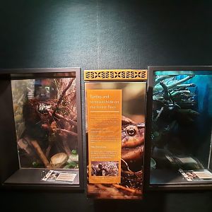 The RainForest - Baron's Racer and Skink Exhibits